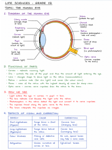 Human Eye Grade 12: Life Sciences Concepts Explained